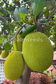 Image result for Artocarpus heterophyllus