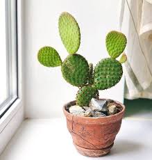Cactus Cactus In 2020 Cactus Cactus House Plants Cactus Care