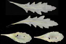 Image result for Senecio auriculatissimus