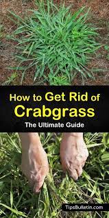 How To Get Rid Of Crabgrass The Ultimate Guide Lawn Care Weeds Crab Grass Weeds In Lawn
