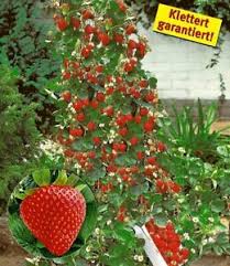 Der versand dauerte um die 2 wochen (wenn nicht länger), was aus meiner sicht schon mal viel zu viel ist. Kletter Erdbeere Hummi 3 Pflanzen Fragaria Ebay