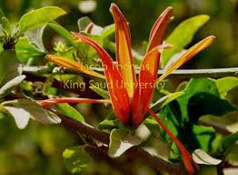 Image result for Anisotes