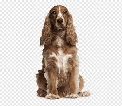 Since 1985 we have raised and exhibited english springer spaniels in conformation, agility, and obedience. Setter Png Images Pngwing