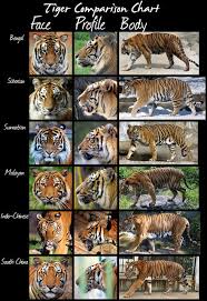 Big Cat Wild Cat Tiger Comparison Chart