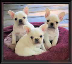 We did not find results for: So Cute Bulldog Puppies Frenchie Puppy Bulldog
