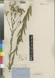 Image result for Vernonia lampropappa