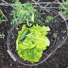Das Mag Ich Am Allerliebsten Im Sommer Durch Den Garten Schlendern Mit Meinem Erntekorb Und Frisches Gemus In 2020 Schadlinge Im Garten Gartenschadlinge Gemusepflanze