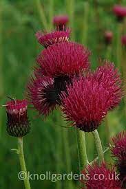 Cirsium Rivulare Atropurpureum Amazing Thistle Like Plant With Large Green Spiky Leaves And Rather Wonderful Thistle Hea Ornamental Grasses Plants Perennials