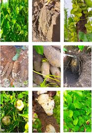 Image result for Dioscorea praehensilis