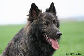 Heb jij een hollandse herder of zou je er één willen nemen? Hollandse Herder Langhaar Foto Bild Tiere Haustiere Hunde Bilder Auf Fotocommunity