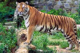 Panthera Tigris National Animal Most Beautiful Animals Animals Beautiful