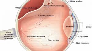 Siatkówka oka jest przezroczystą, cienką błoną, która wyściela wnętrze gałki ocznej. Odwarstwienie Siatkowki Witaminy I Mineraly