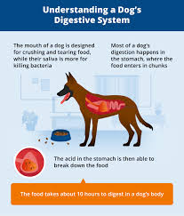 Maybe you would like to learn more about one of these? Vomiting And Diarrhea In Dogs Canna Pet