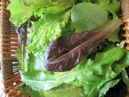 Check spelling or type a new query. Harvesting Lettuce How To Harvest And Store Lettuce For Fresh Delicious Garden Salads Insteading