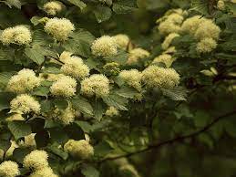 Maybe you would like to learn more about one of these? Hardy Ornamental Trees Ornamental Trees For Zone 4 Gardens