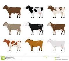 Black And White Cow Breed Name Photo About Nine Milk Cows Different Dairy Breeds In Flat Style Standing On A White Background Illustration Of Dairy Farming Ni Cow Cartoon Cow Illustration