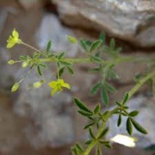 Image result for Cleomaceae