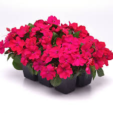 Image result for Impatiens keilii