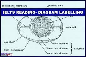 We did not find results for: Ielts Reading Diagram Labelling Completion Question Type Ieltsguru