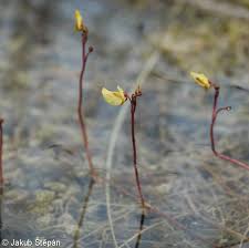 Image result for Utricularia  minor