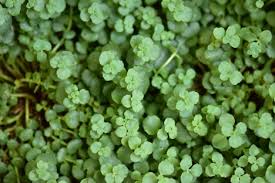 According to university of california statewide integrated pest management. How To Get Rid Of Clover In My Lawn Vertdure