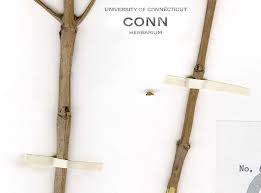 Image result for Vigna frutescens