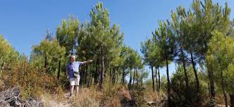 Resultado de imagen de SIERRA ANTES Y DESPUES DE UN FUEGO