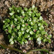 Image result for Elatinaceae