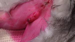 Does your cat need surgery? Live Stream Perineal Urethrostomy In A Cat Youtube