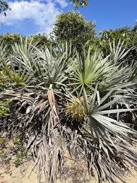 Image result for Secamone retusa