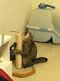When You Finally Find The Best Scratching Post Funny Cat Memes Funny Animal Memes Funny Dog Memes