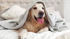 Überlege dir folgende aspekte, bevor du deinen hund im bett schlafen lässt:. Hund Im Bett Tiergesund De