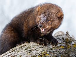 Maybe you would like to learn more about one of these? What S More Badass Than A Honey Badger These Guys And They Re Returning To The Pacific Northwest Mountain Culture Group