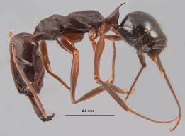 Image result for Pycnostachys orthodonta