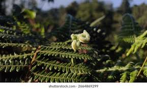 Image result for Dicranopteris elegantula