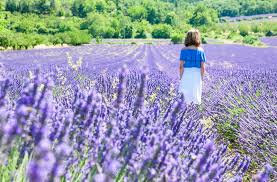 Hermione wanted to die in a field of flowers. 10 Best Flower Fields You Ll Want To See In This Lifetime