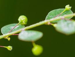 Image result for Phyllanthus micromeris