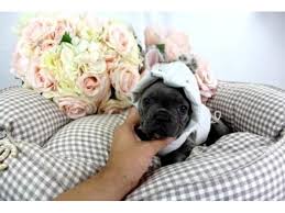 Alabama alaska arizona arkansas california colorado connecticut delaware district of columbia florida georgia hawaii idaho illinois indiana iowa kansas kentucky louisiana maine maryland massachusetts. Purebred French Bulldog Puppies For Sale French Bulldog Breeder Animals Chicago Illinois Announcement 134947