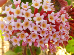 Image result for Rogiera amoena