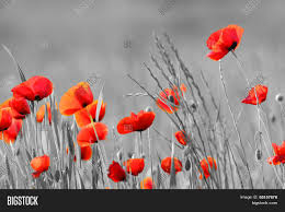 Black And White Art With Red Accents Red Poppy Flowers With Black And White Background Black And White Background Red Poppies Poppy Flower