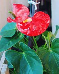Anthurium Care Growing Flamingo Flower