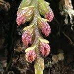 Image result for Bulbophyllum elliotii