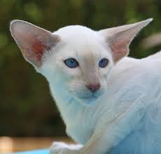 Blue is a relatively common eye colour for cats and can be found in both purebred and mixed breeds. Cats With Blue Eyes
