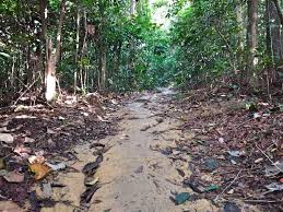 Explore the best of bukit kiara! Jungle Hiking In Kuala Lumpur Bukit Kiara Trail Guide Travel Mermaid