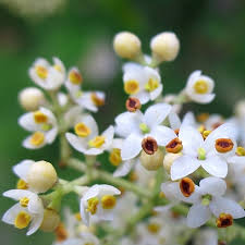 Image result for Olea capensis