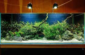 Yuk tanam kembali 10 sisa potongan sayur berikut, cara dan alat sederhana. How To Prepare Grow And Care For Java Fern