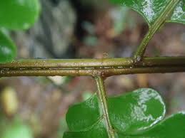 Image result for Didymochlaena