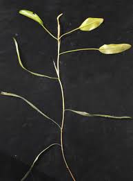 Image result for Potamogeton schweinfurthii