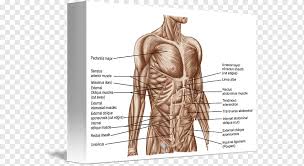 Check spelling or type a new query. Rectus Abdominis Muscle Abdomen Human Body Human Anatomy Others Angle Hand Human Png Pngwing