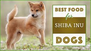 10 Best Healthiest Options Dog Foods For Shiba Inus In 2019